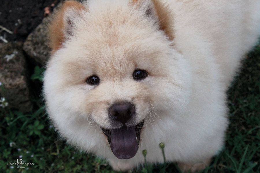 yasha__little_chow_chow__3_by_lifeisaworkofart-d56z468.jpg