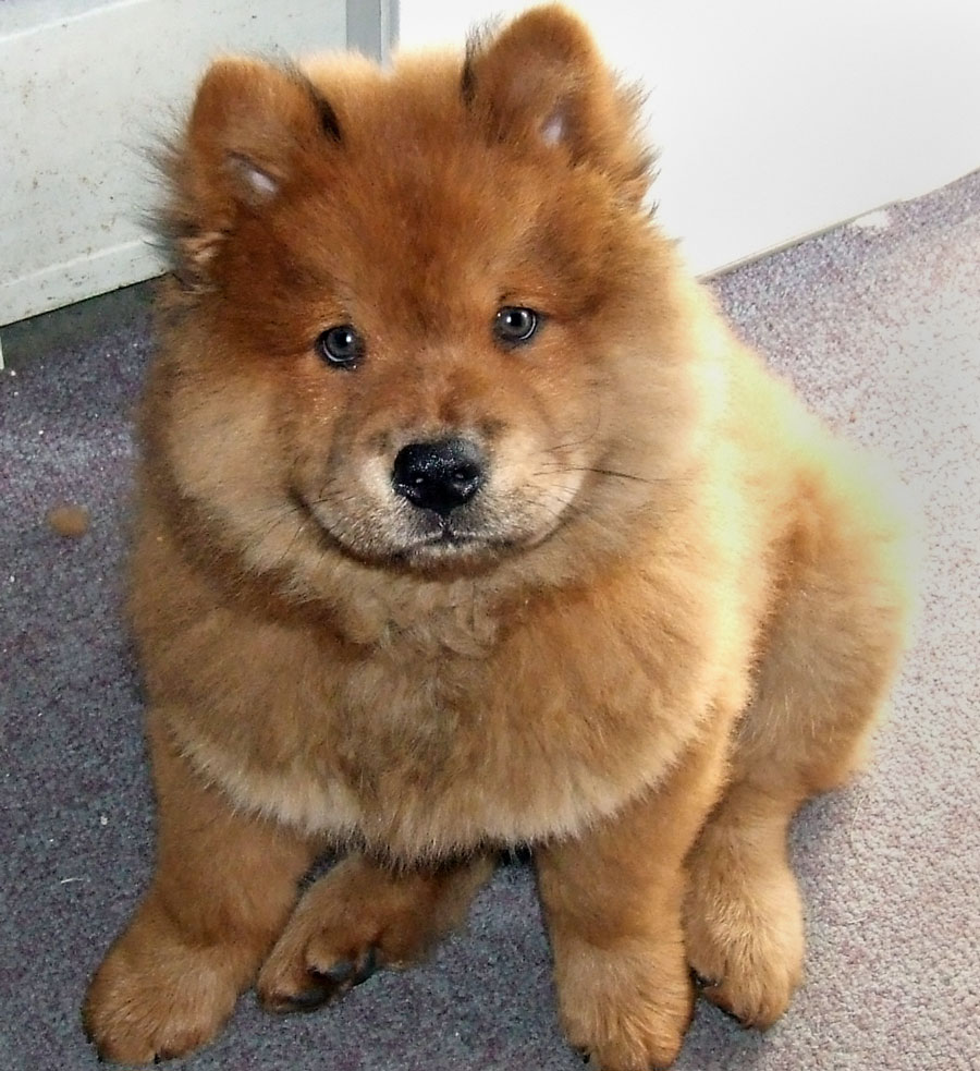 928382-chow-chow.jpg