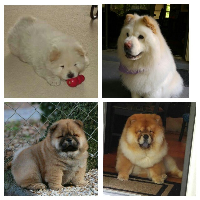 The girls as puppy's and now. Our cream is 11 and red is 7 months.