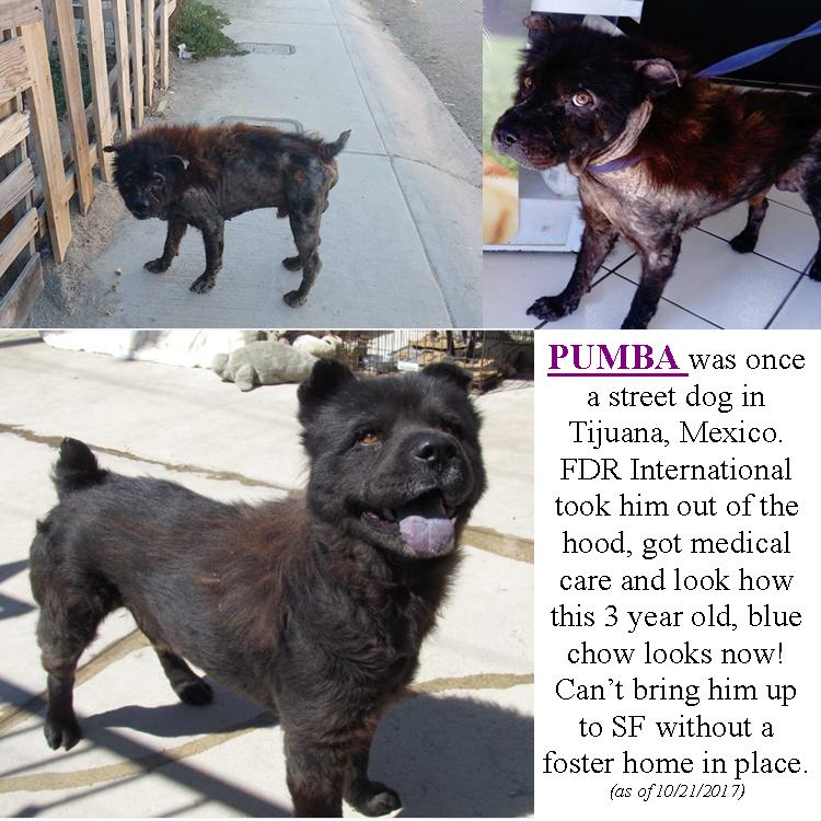 The photo attached is a prime example of our current need.  We would like to bring Pumba up to San Francisco.  However, we can not do so until we can find a foster home.