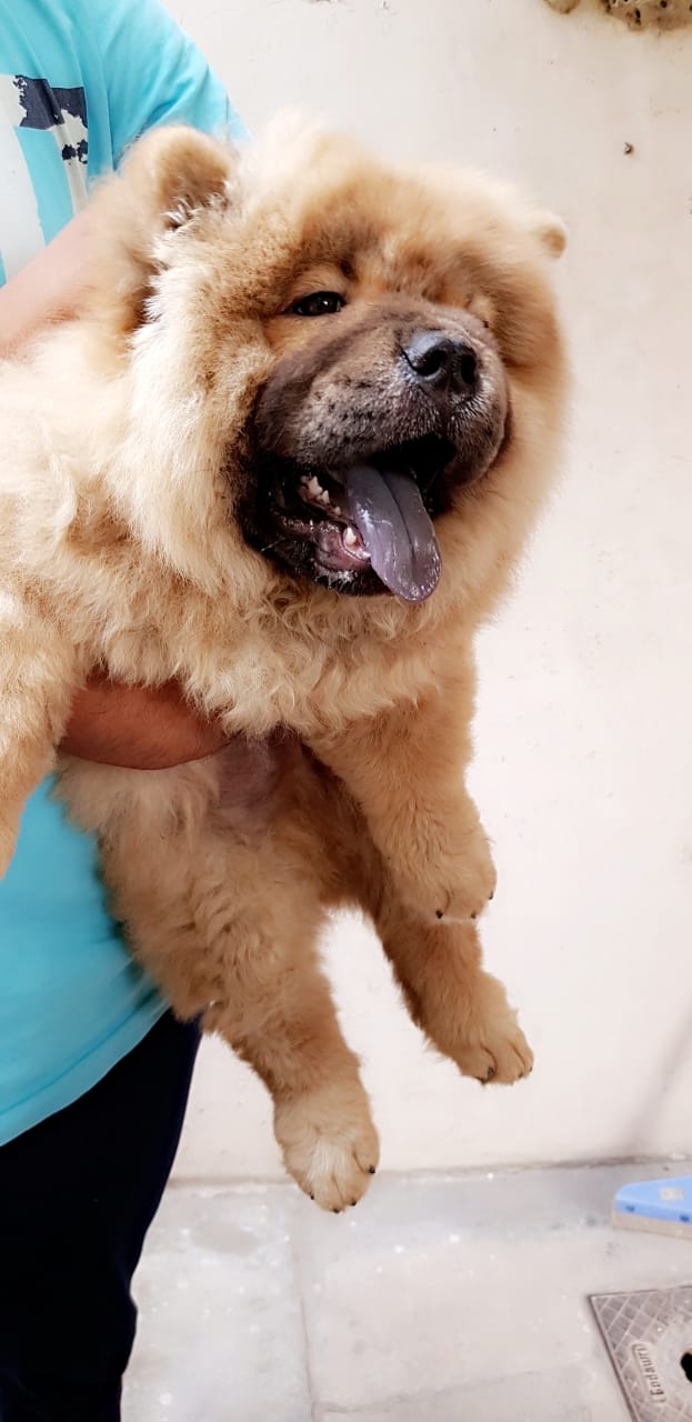 Is my chow chow pure breed