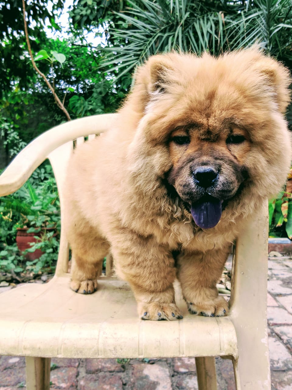 Is he pure breed chow chow
