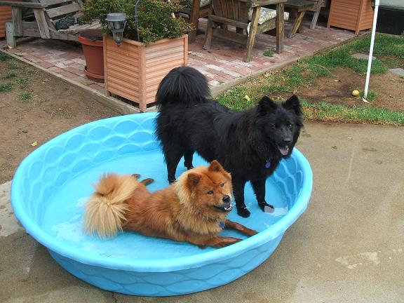 Sita and Satya....they love the water!!