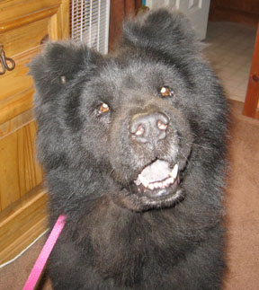 Goodbye my Berkley-Bear 5/6/08-8/5/08