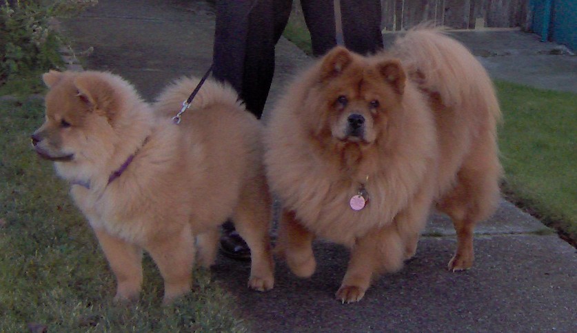 Current photo of Miss PB and her bratty little brother, Tigger.