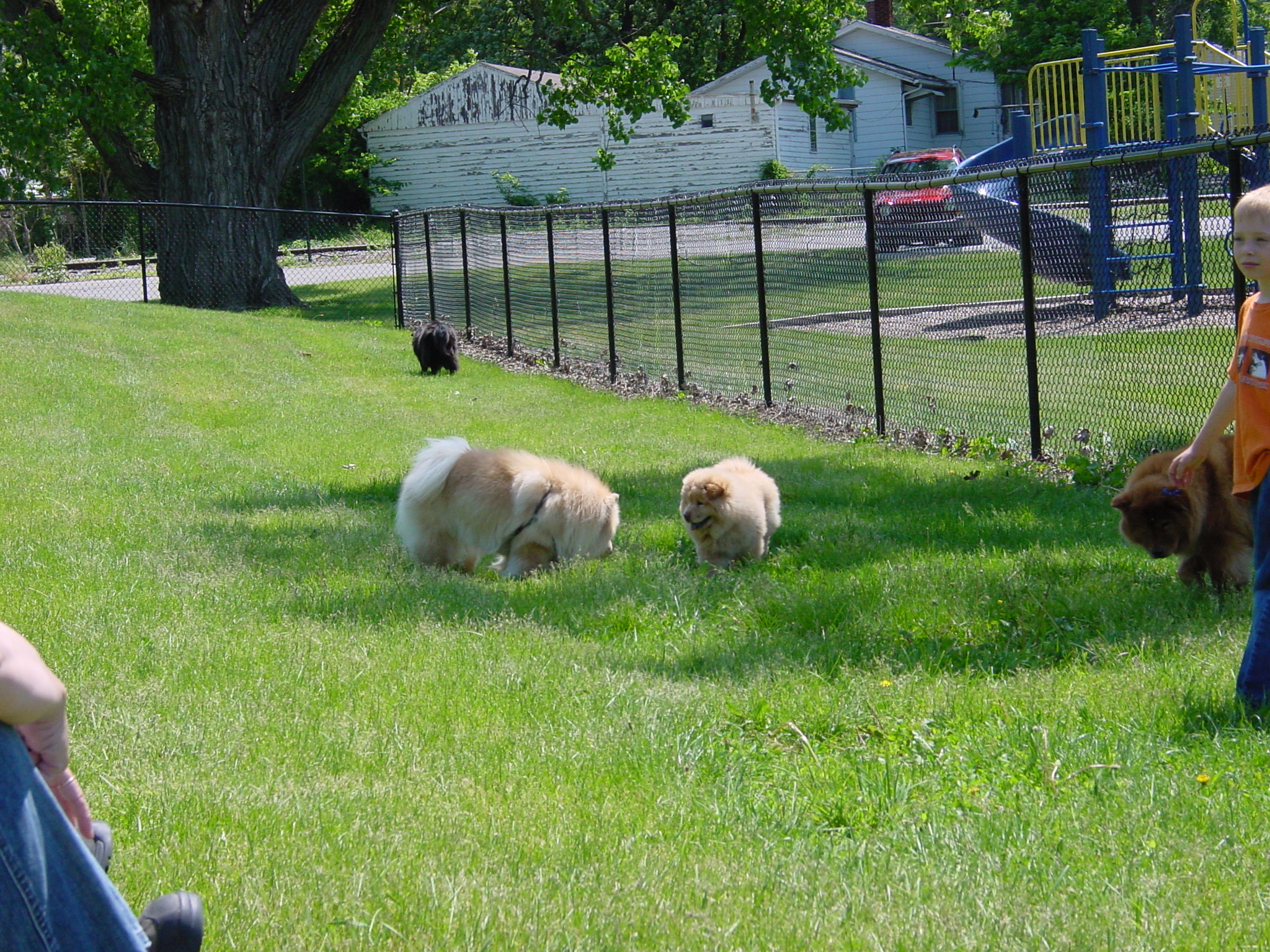 Lily and Ai Shu make friends