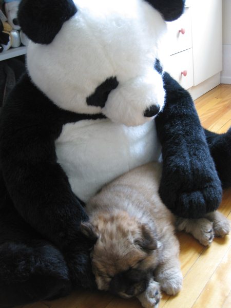 pong and his panda