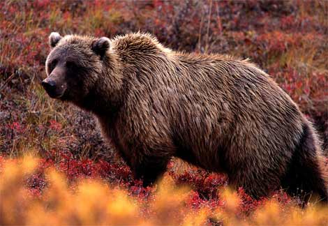 grizzly-bear.jpg