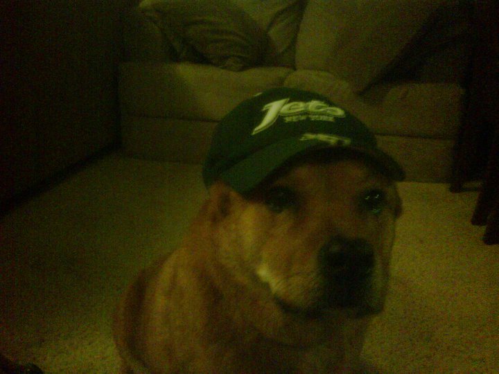 Jets Fan