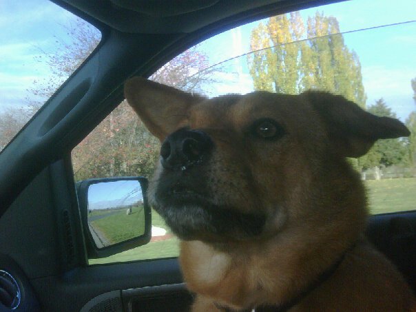 Likes riding in the truck