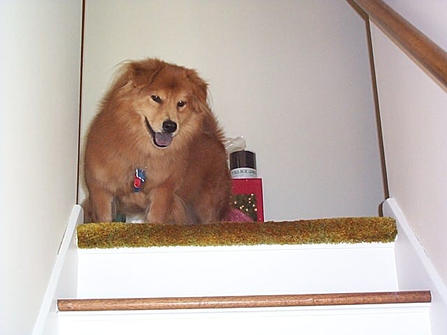 Topaz, not the best picture of my old boy but you can see the chow &amp; the corgi in him