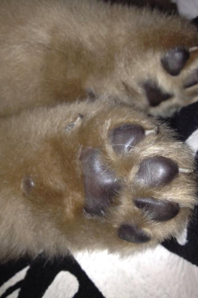 My baby bear paws.jpg