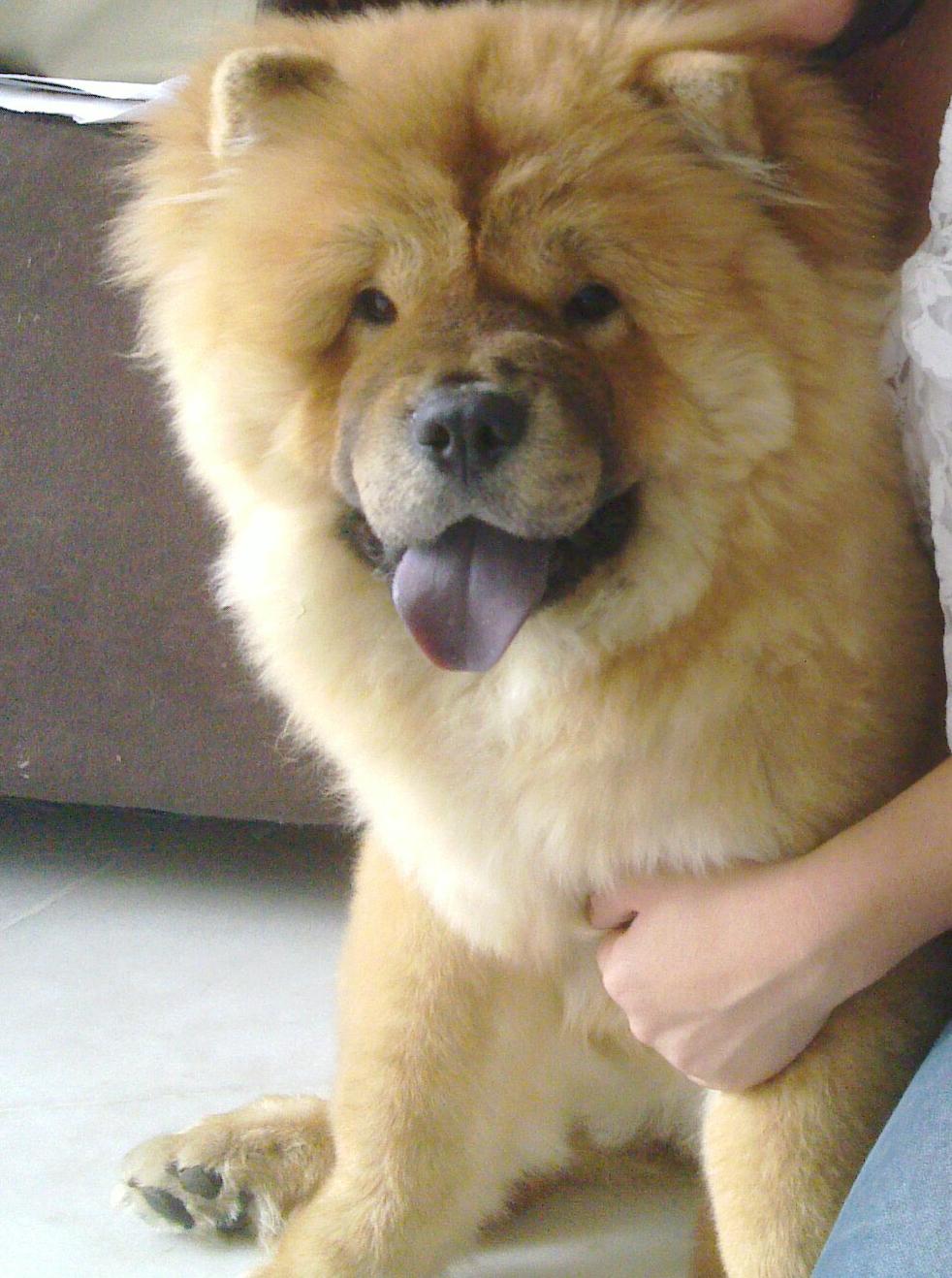 this is my dog called a mao ^^