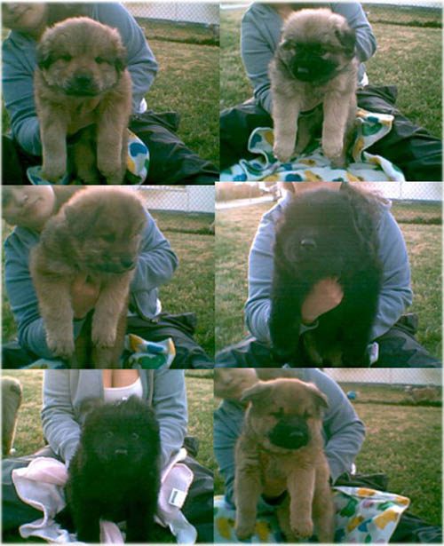 my 6 chow chow chow\shepherd mix puppies