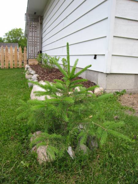 We planted this tree in our backyard 06/03/2011, where Kimba used to sit.