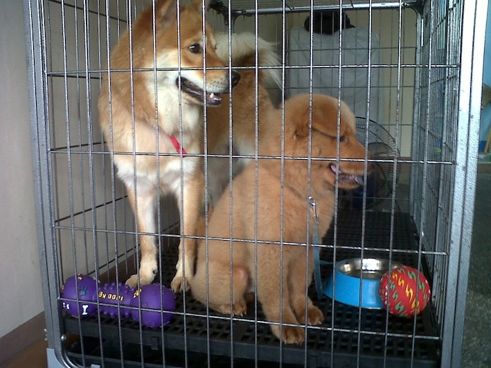 By the way, it's Mochi and Popo. He is my cousin's chow mix. They will always be like this. Mochi loves to play with him. :D