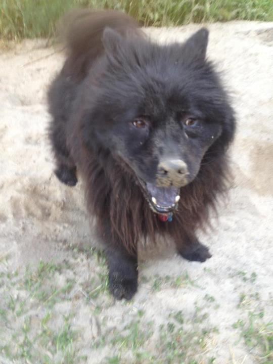 Prince after rolling in the sand at the beach