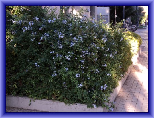 BLUE JASMINE OUTSIDE THE RAILWAY STATION.jpg