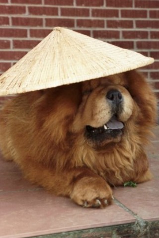 chow in a Coolie hat