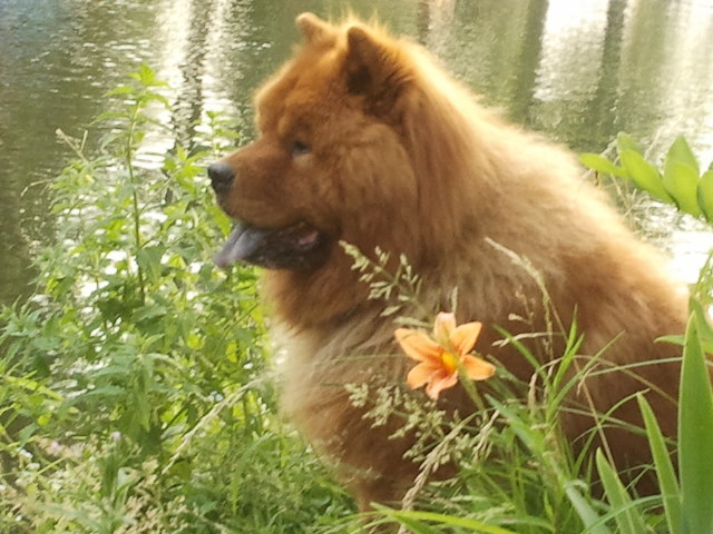 Charlie enjoying the view from our dock during Summer