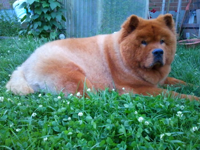 Charlie chilli' and handsome as ever, after a Summer grooming
