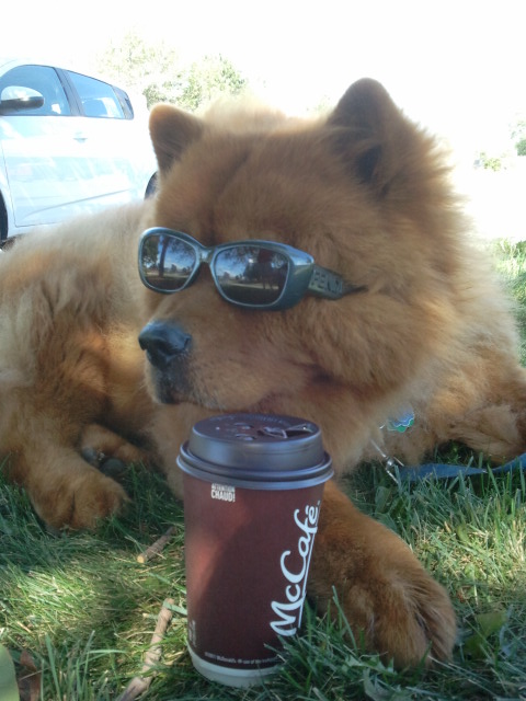 Charlie on a coffee break during the Summer  :-)