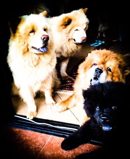 Simba, Nala, Sally and Joey