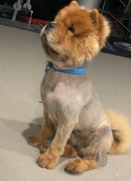 Bear Shaved Oct 2019   x .jpg